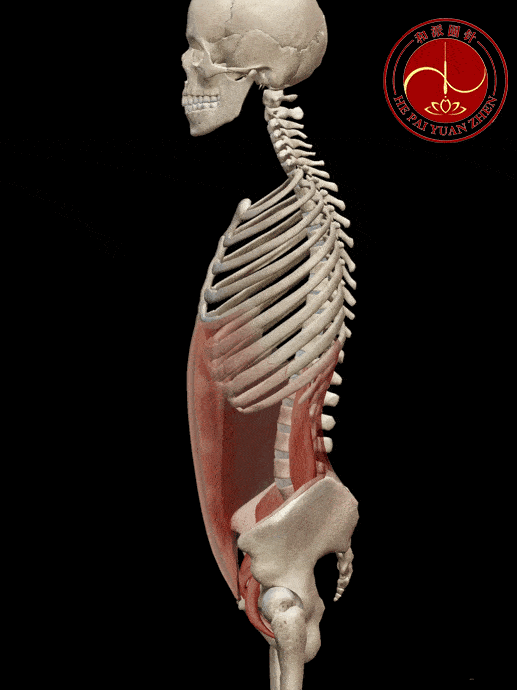 【干货】腰大肌的功能解剖动图,人体关键部位,人人都需要了解