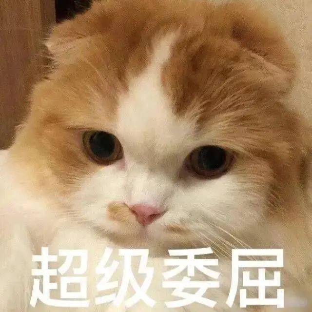 沙雕猫表情包沙雕猫咪表情包