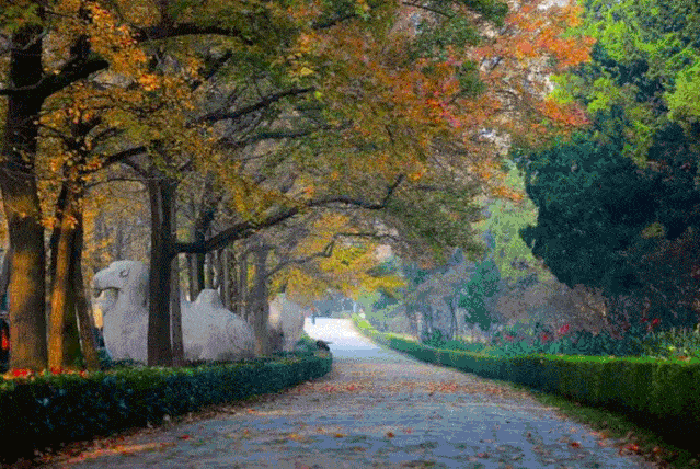 每年秋天,南京的银杏就会集体由绿转黄,成为金陵城一道最亮丽的风景线
