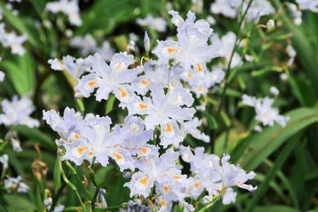 每日植物日本鸢尾irisjaponica