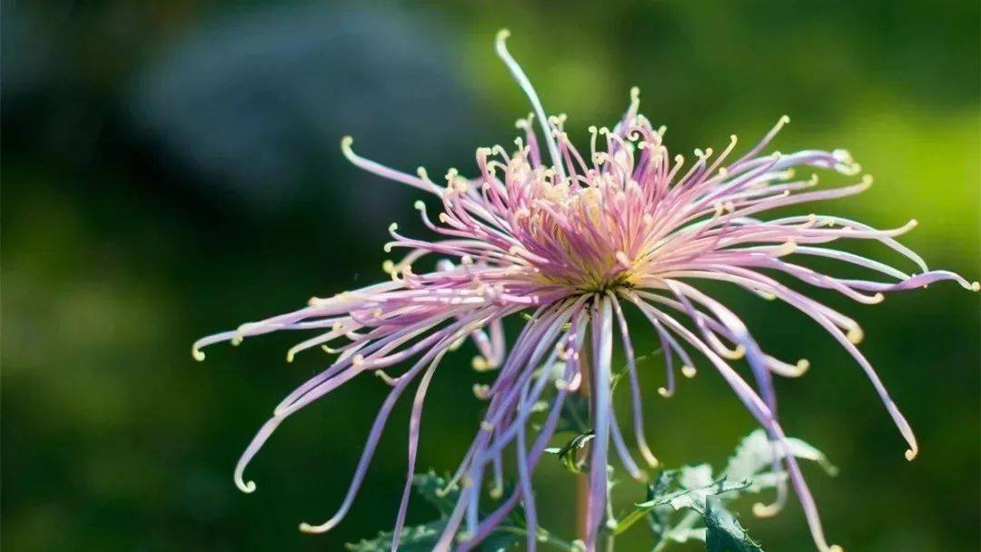 菊花,就是最美的秋日诗词