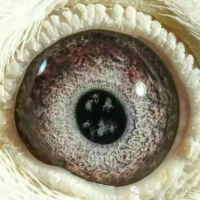 这是我见过最漂亮的鸽眼!_信鸽