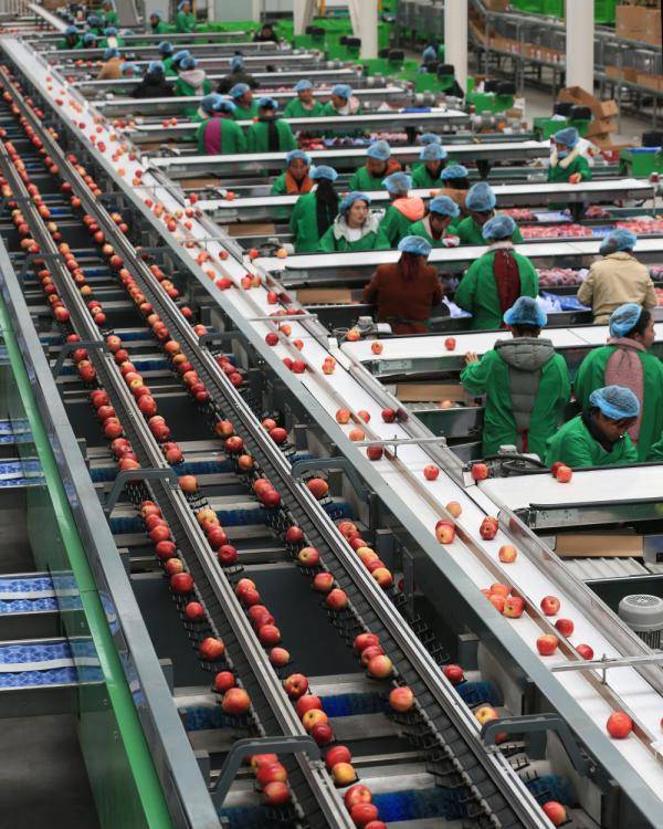 威宁|贵州威宁：苹果产业助脱贫