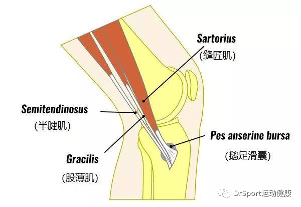 为什么叫鹅足肌腱?在膝关节前内下方4-5cm远的地方,存在缝匠肌肌腱,股