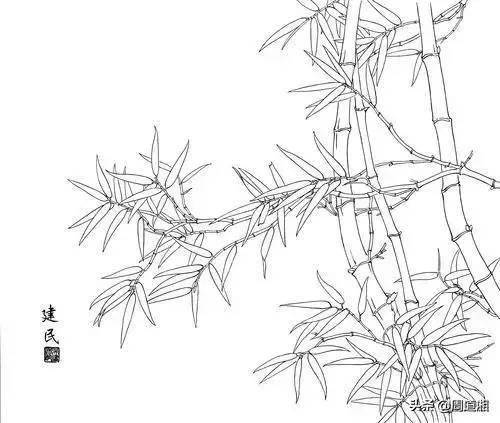 工笔素材|竹子高清白描线稿图片