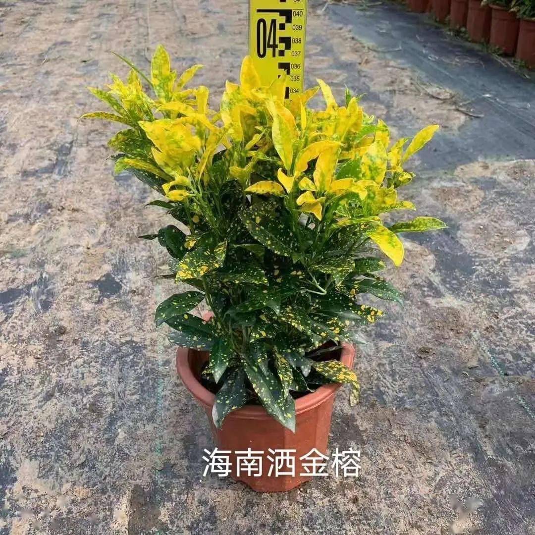 秋天常用的38种花境植物比第一杯奶茶香