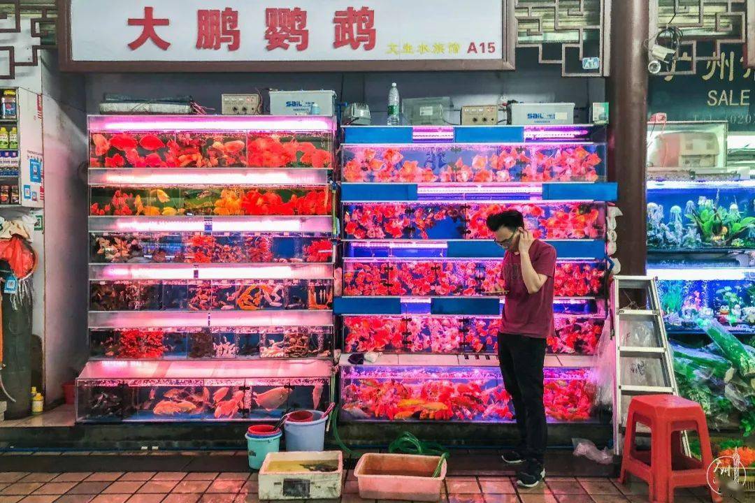 再见了芳村花鸟鱼虫市场买花的新市场就在