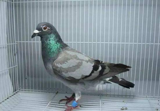 信鸽鸽子市场视频 ce28161fc55843dda223c6366726b5f2.jpeg