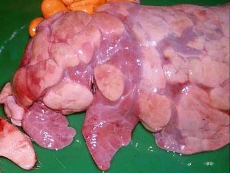 诊疗案例有了这个方案困扰猪场的猪支原体肺炎就能净化