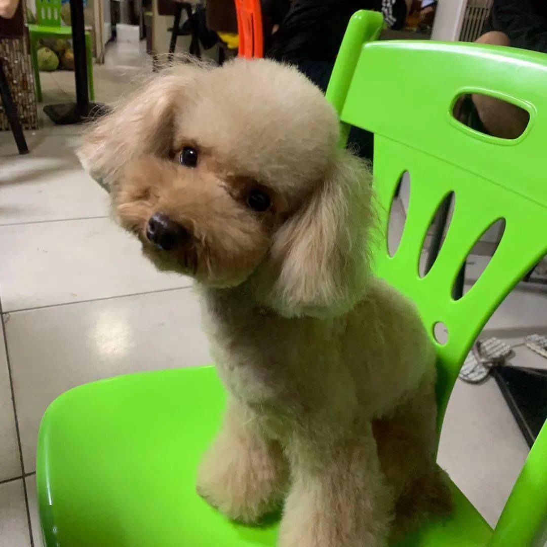 情况说明:爱犬名叫"汉堡",香槟色贵宾犬,母犬,快4岁了,6斤左右.