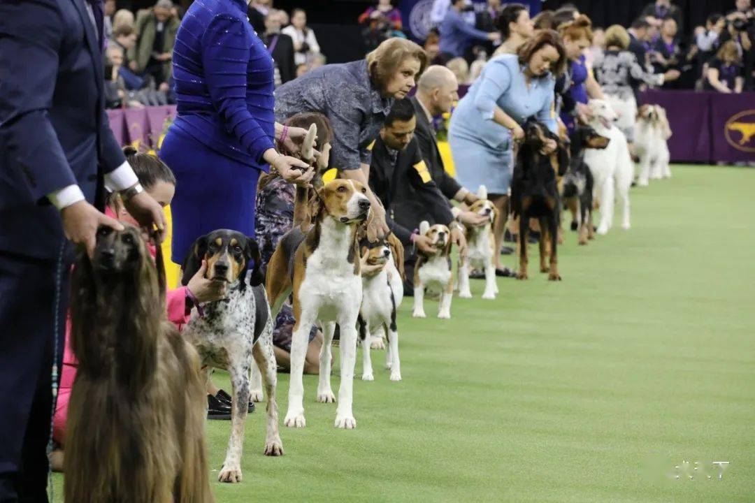 西敏寺犬展延期更换场地:将于2021年6月在历史悠久的纽约塔里镇林德