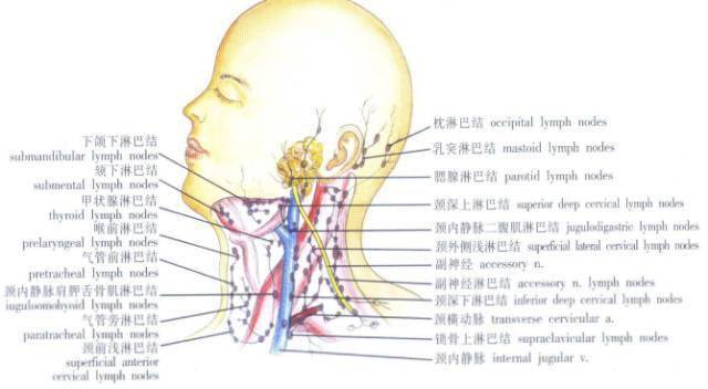 颈部淋巴结解剖