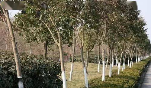 侧重点|涂白剂的配方也不同哦树木涂白用途侧重点不同