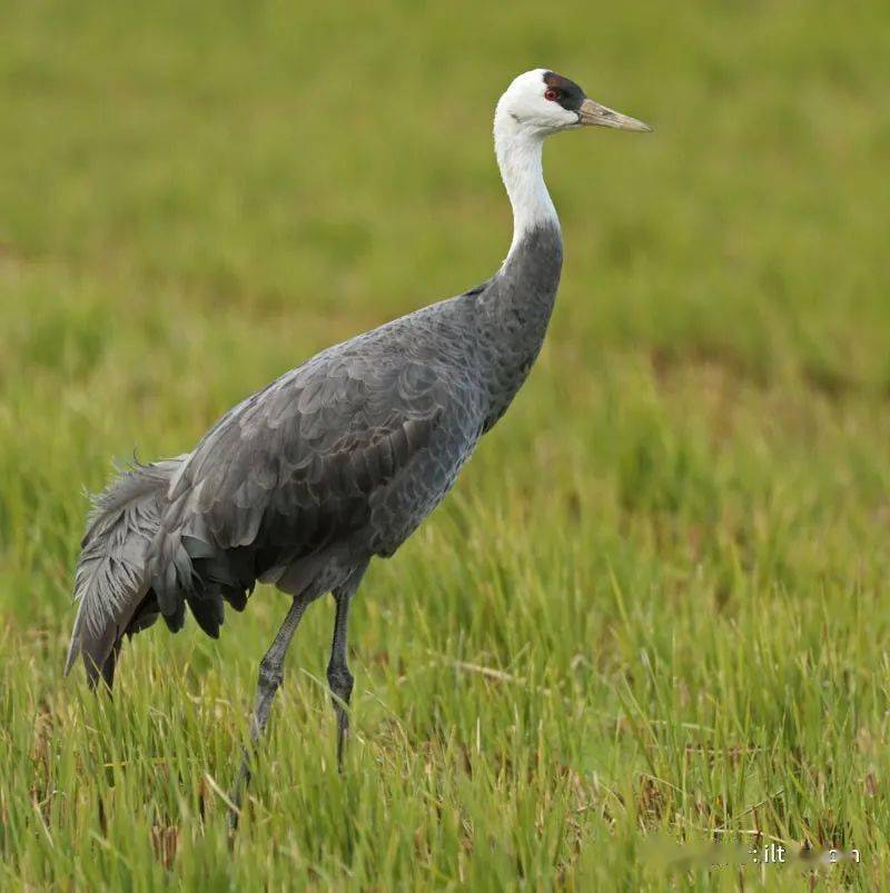 物种图册-白头鹤_crane