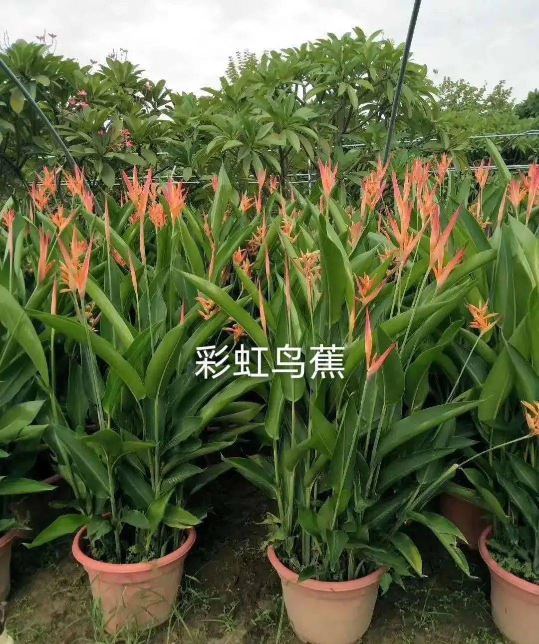 彩虹鸟蕉038海南洒金榕037鸟尾花(红,橙)036枫叶天竺葵035红叶薯034