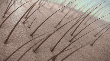 头发|洗了20几年的头，到底该洗“头皮”还是“头发”？