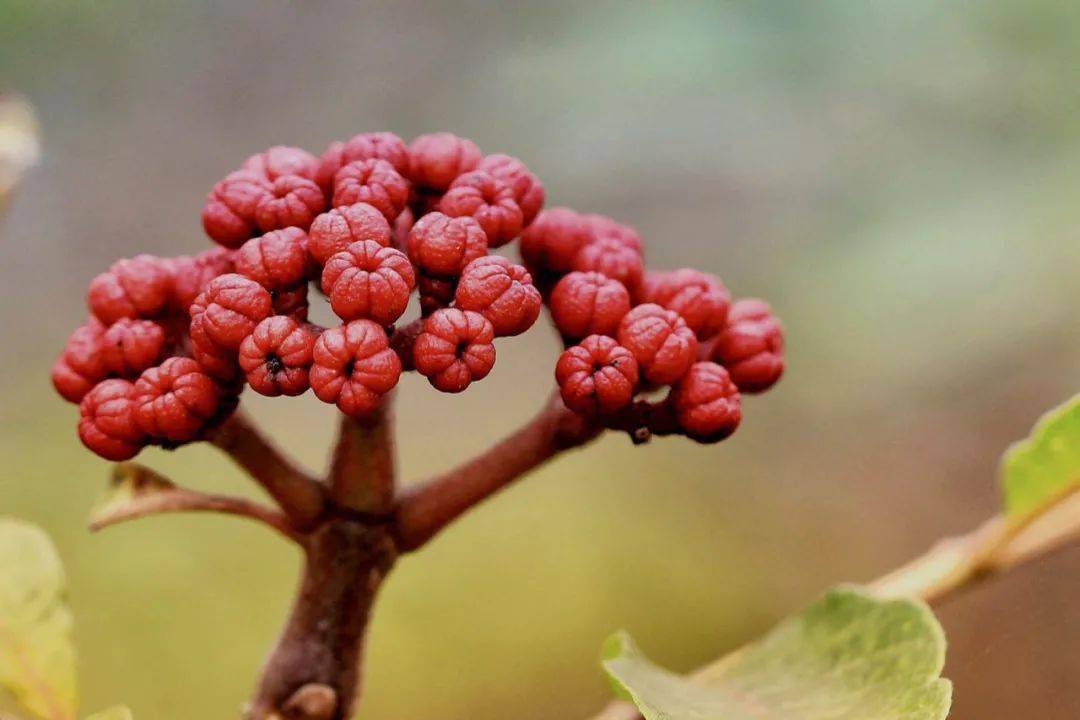 王维登高所插的,到底是啥茱萸?_植物