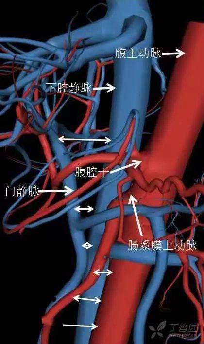 收藏丨全腹部高清ct图谱淋巴结彩色图谱血管解剖图谱大汇总