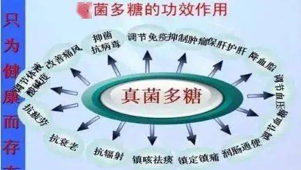 中,挑选出几百种对人体没有任何毒副作用,却有广泛药理活性的食用菌