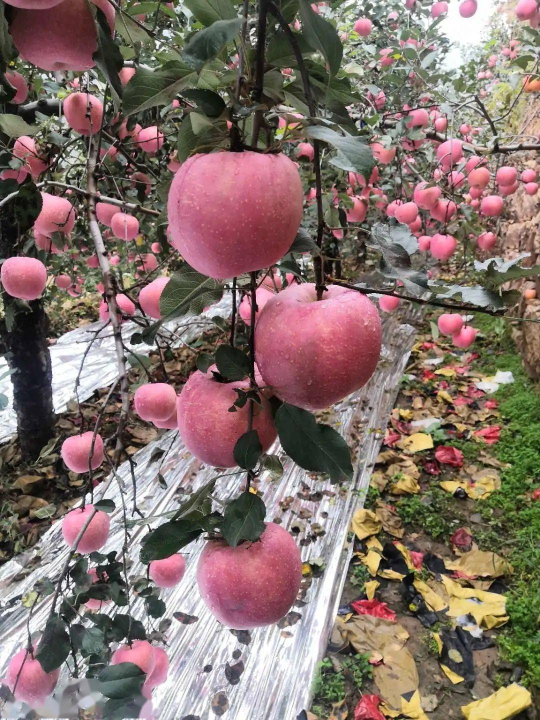 "浆水苹果"采摘节—香甜苹果喜迎八方游客