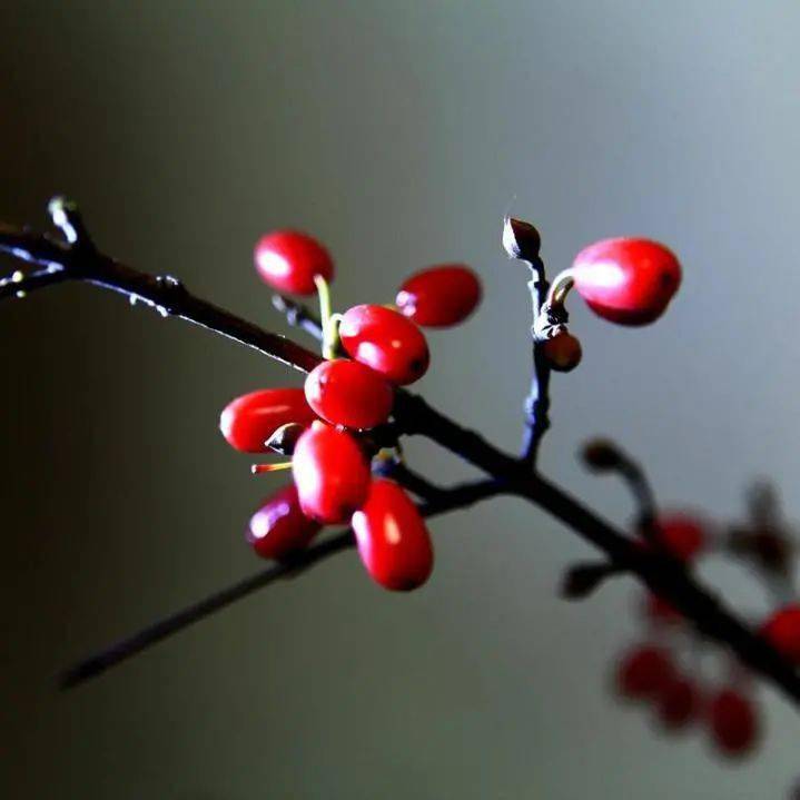 邦节日丨何当载酒来,共醉重阳节._茱萸