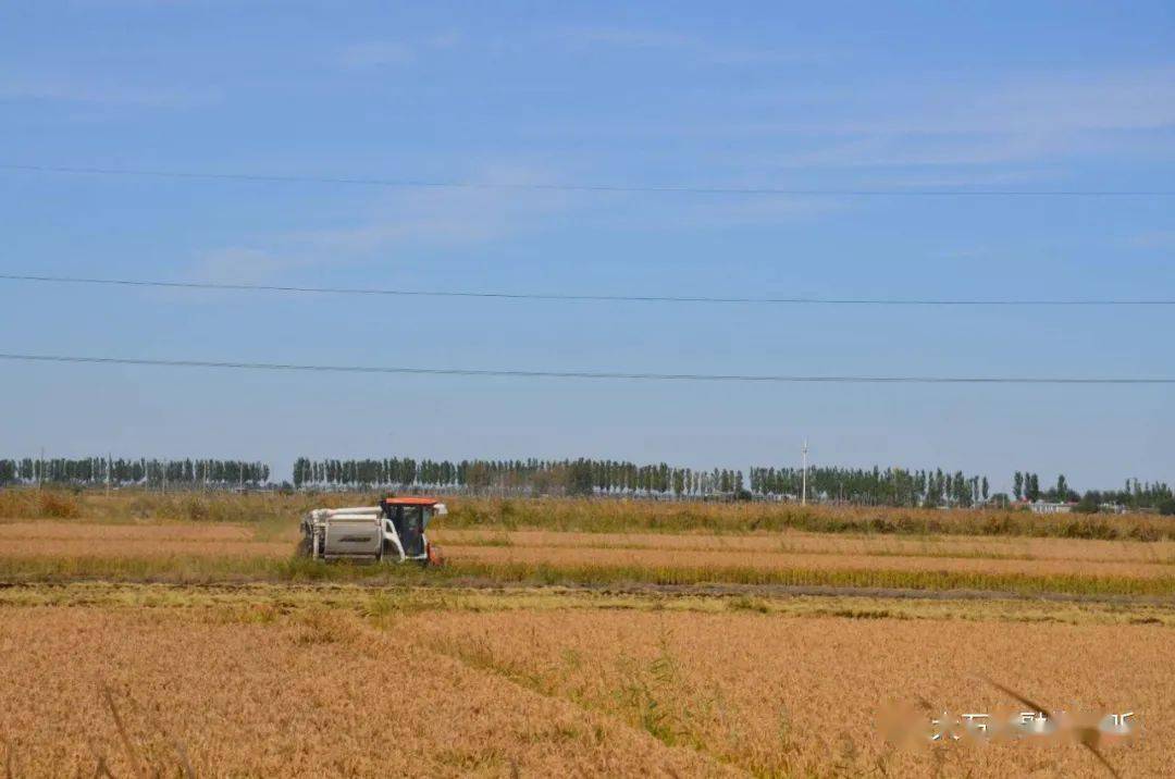 在高坎镇大高坎村,稻谷颗粒饱满,金黄的稻穗压弯了稻秆,散发出阵阵