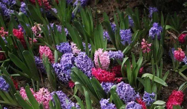 冬天能种植的花 b69216fa2a9c4eb9b16dff080d9dce71.jpeg