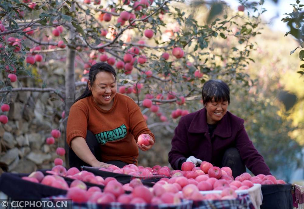 内丘|河北内丘：苹果丰收助增收