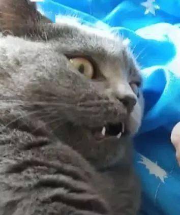 蓝猫被铲屎官的臭脚熏晕,表情狰狞!喵:想熏死朕吗?_手机搜狐网