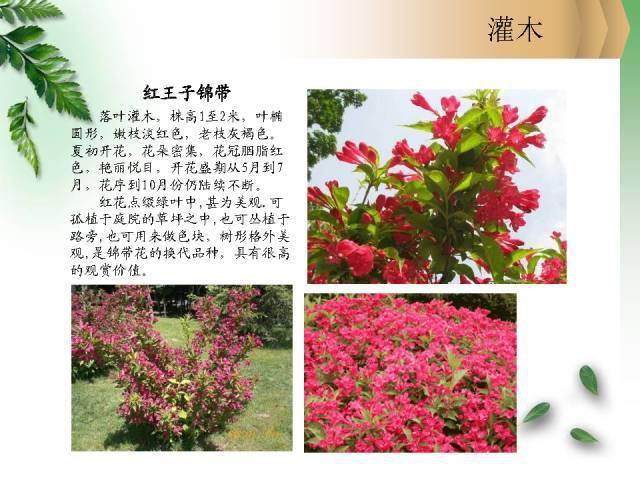 北方常见园林观赏植物—小乔木及灌木