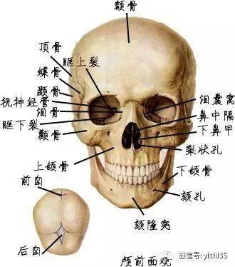 全身骨骼解剖图