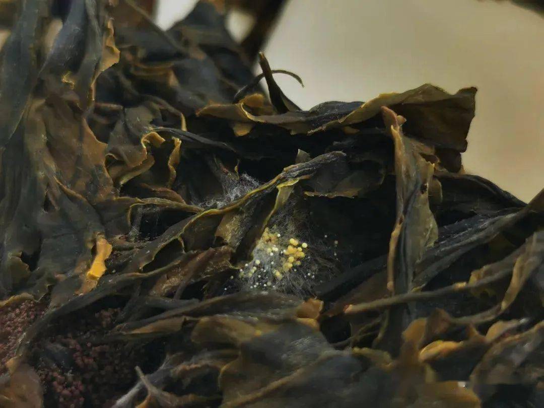 详细解析茶叶中金花与黄曲霉的区别