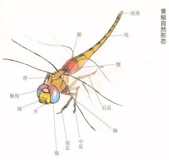 【国画教程】工笔画草虫之--蜻蜓画法