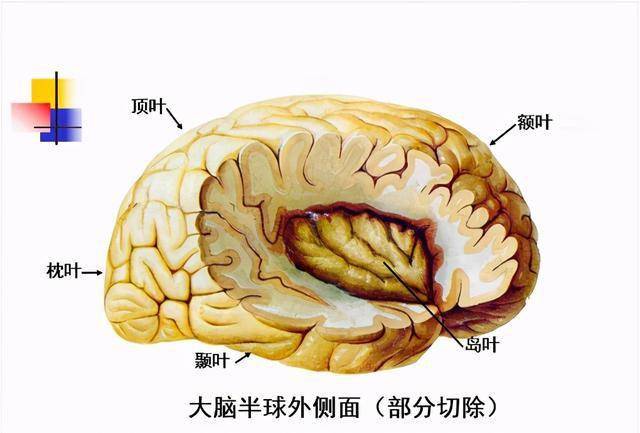 高清大脑解剖图谱「建议收藏」