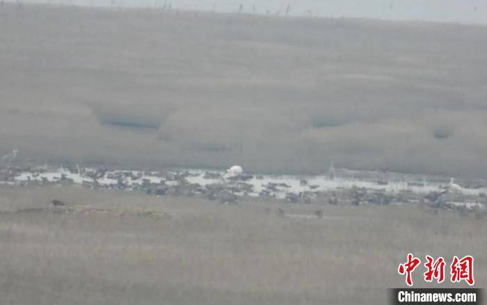 候鸟|江西“省鸟”白鹤抵达鄱阳湖越冬 为今年越冬季首次发现