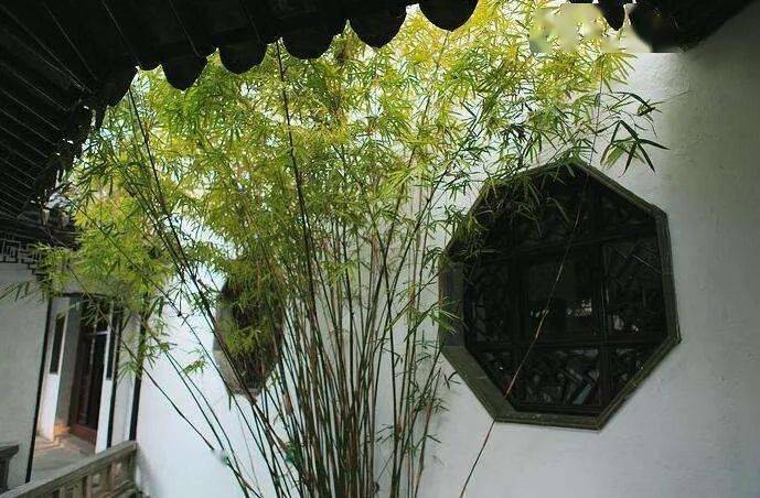 爱竹之士园必有竹