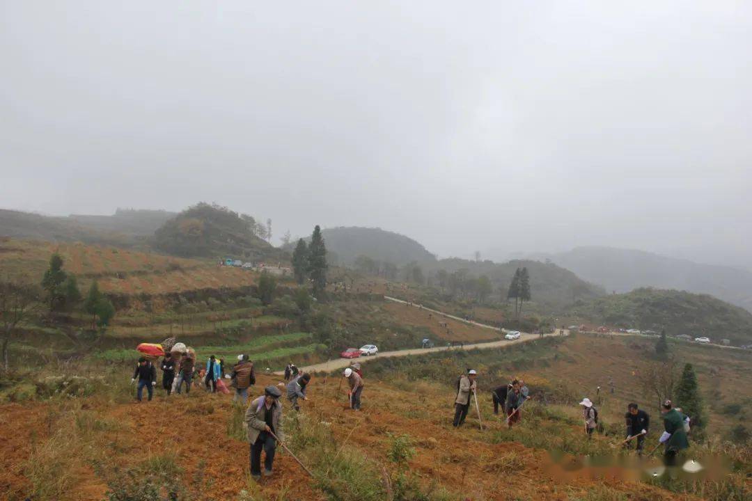 大方县兴隆乡"小蒜种植"奏响秋冬种战歌