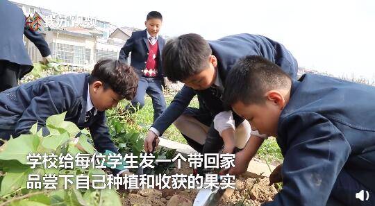 朱佳琪|劳动的快乐！江苏一学校小学生上丰收课挖红薯500斤