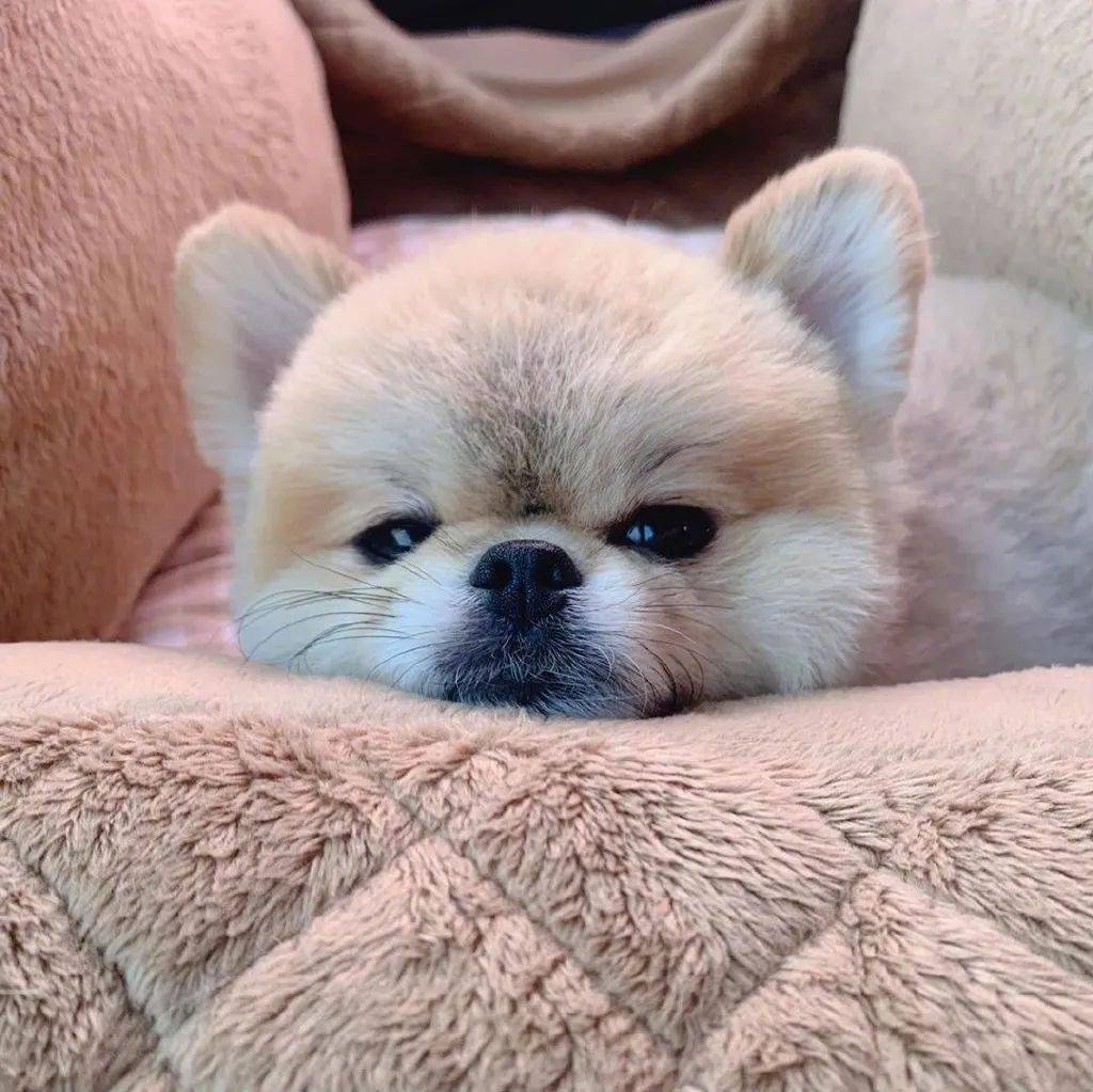 狗狗头像图片 来自搜狐网