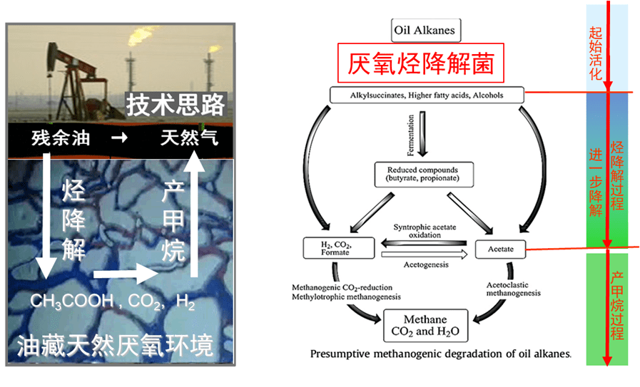 梅雅博论"四史"专题:当微生物恋上石油,会擦出怎样的火花!