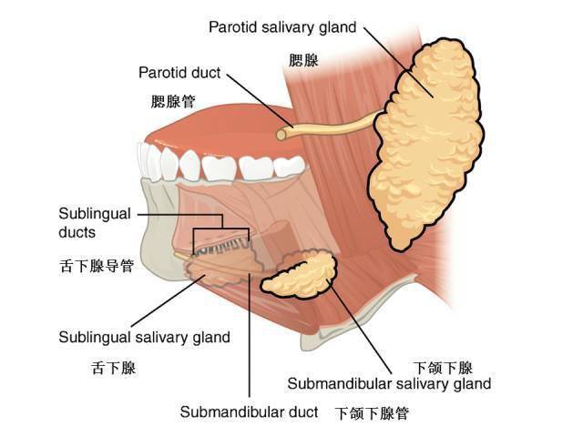 腹部及消化道解剖图谱