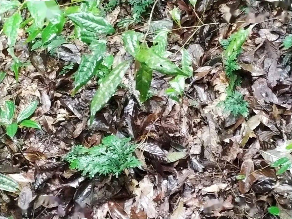 见血封喉( 又名箭毒木, 是一种剧毒植物和药用植物.它在说请远离我!