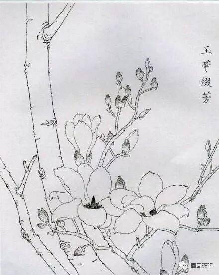 工笔绘画技法:玉兰花线描画谱_手机搜狐网