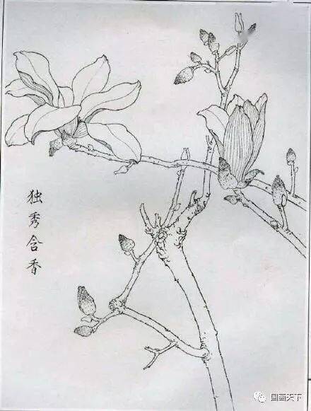 工笔绘画技法:玉兰花线描画谱_手机搜狐网