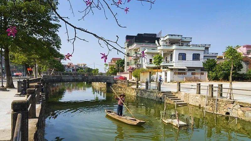 仙涌:美丽桔田跨越陈村镇的仙涌村,庄头村,大都村,潭洲村四个美丽乡村