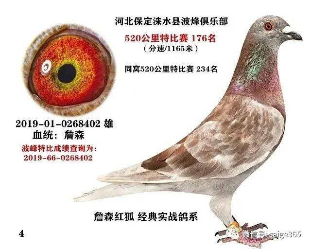 信鸽鸽子价格 44915f0856fc4ab08fda2e8f567e50f9.jpeg