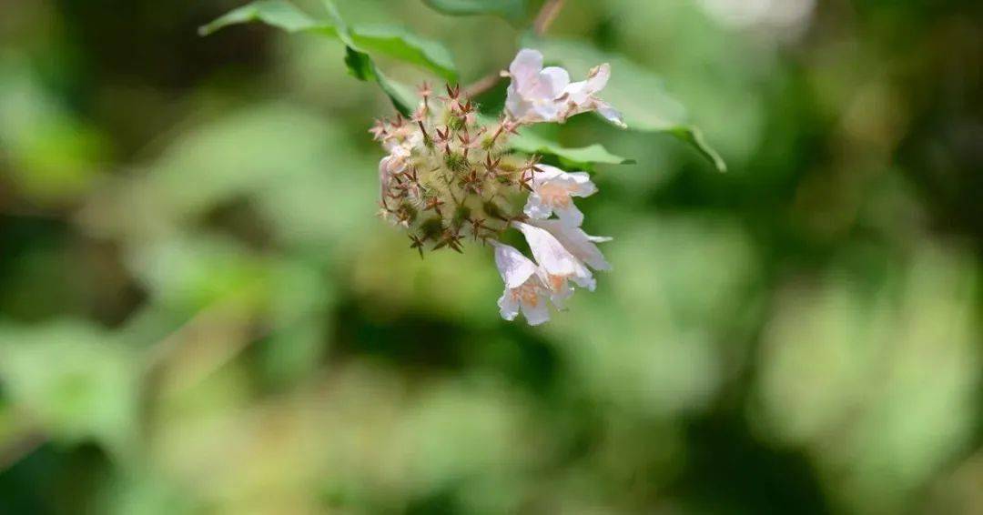 每日植物 猬实 kolkwitzia amabilis_钟形
