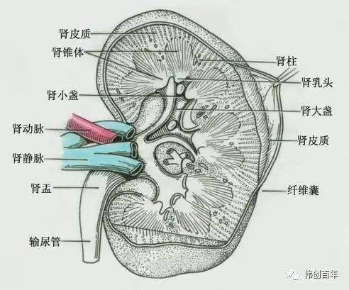 在肾窦内有肾小盏,为漏斗形的膜状小管,围绕肾乳头.