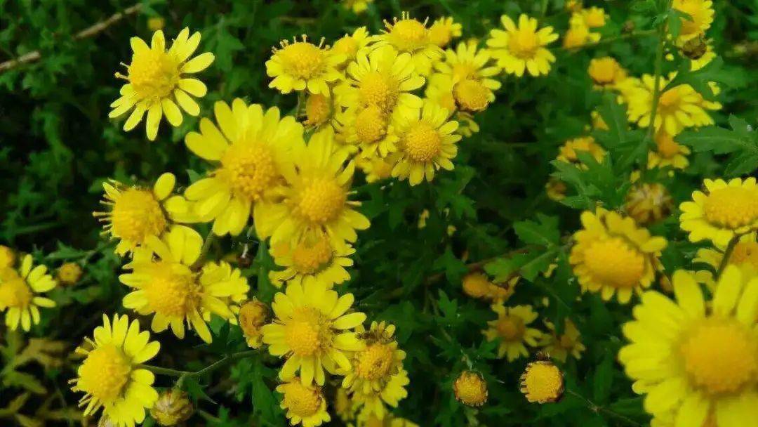 需要注意的是,野菊花与白菊花不同,野菊花比较苦寒,常用于清热解毒,不