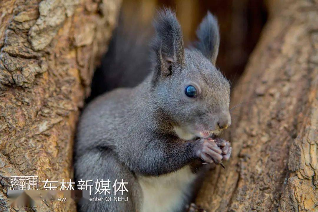 灰褐色的毛, 小松鼠爱吃松果, 树上掉落的果子, 它们轻轻捧着,细细